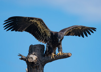 3-months old bald eagle eaglet landing, seen in the wild in  North California