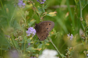 Common Wood-nymph Butterfly collecting nectar