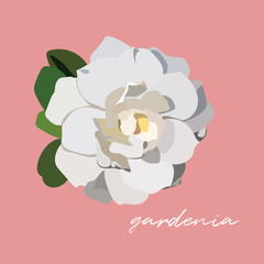 vector white gardenia flower illustration. 