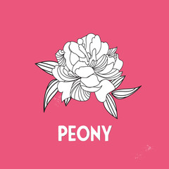 peony letter alphabet. vector illustration.