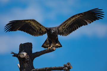 3-months old bald eagle eaglet landing, seen in the wild in  North California