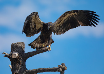 3-months old bald eagle eaglet landing, seen in the wild in  North California