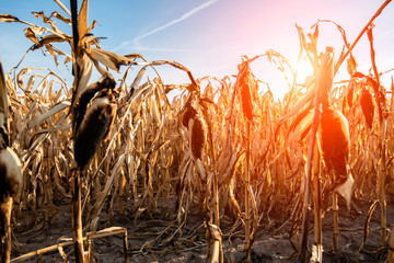 Destroyed corn field © Stockr