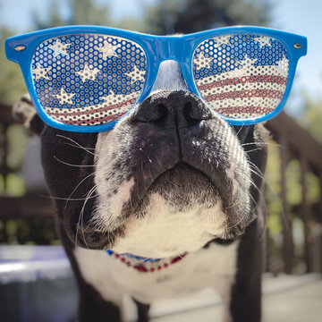 Boston Terrier Face Shot Wearing USA Flag Glasses