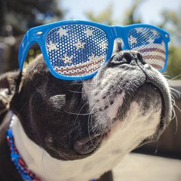 Funny Dog Wearing American Flag Sunglasses