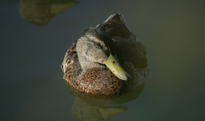 Ente