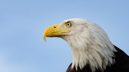 Bald Eagle Profile