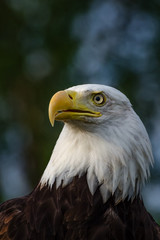 Bald Eagle Head