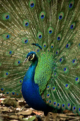 Fototapeta na wymiar Peacock with open feather fan