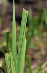 Gladiolus leaves eaten by wild rabbits