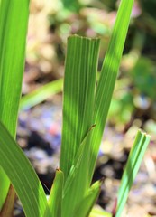 Gladiolus leaves eaten by wild rabbits