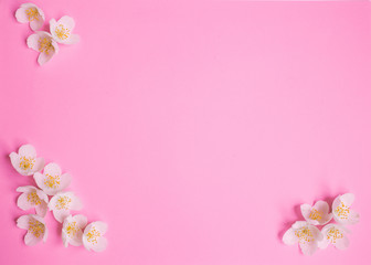 Fototapeta na wymiar white jasmine flower on the pink background