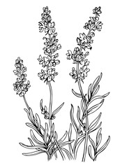 Lavender, outline black and white vector illustration.