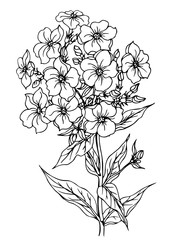 Summer flower phlox, outline black and white vector illustration.