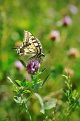 Vertical image of beautiful yellow, black, blue and red colored swallowtail butterfly, Papilio machaon, sitting on violet flower of shamrock in a meadow, blurry green background