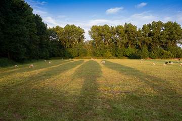 Fototapeta na wymiar Many beautiful sheep pasture in the green field and tree shadows