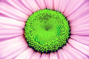 Abstract chamomile flower macro plant photo in minimal surrealism style with vivid fashion colors,...