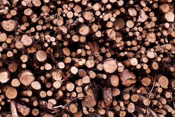  set of brown trunks stacked in a forest of Asturias