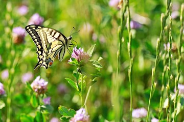 Beautiful yellow, black, blue and red colored swallowtail butterfly, Papilio machaon, sitting on violet flower of shamrock in a green meadow, backlit by sun, blurry background, bright summer day