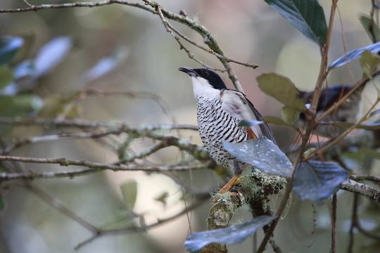 Vietnamese cutia (Cutia legalleni) in Da lat, Vietnam