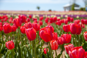 広島県世羅町 フラワーロード　チューリップ