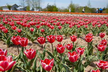 Fototapeta premium 広島県世羅町 フラワーロード チューリップ