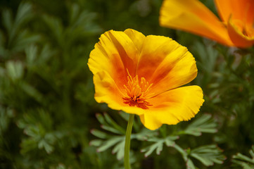 広島県世羅町 フラワーロード