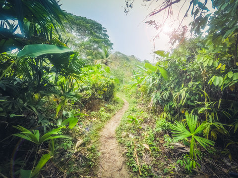 Fototapeta trail in  jungle  / dirt track through forest -