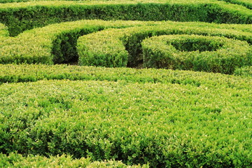 Image cropped bushes.