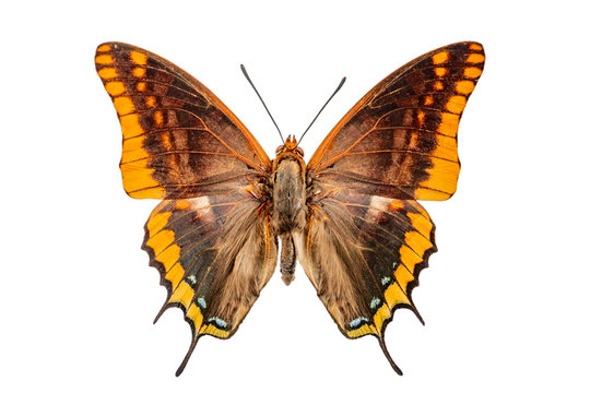 Charaxes on the white background