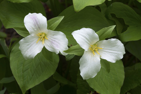 Two flowers of white trillium in Newport, New Hampshire.