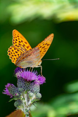 Argynnis paphia thistle and green background
