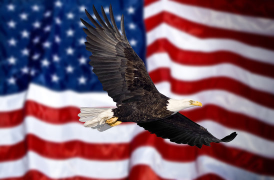 Bald eagle with american flag out of focus