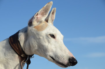 Closeup on an elder Podenvo dog's face