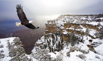 Pygargue à tête blanche volant au-dessus du grand canyon