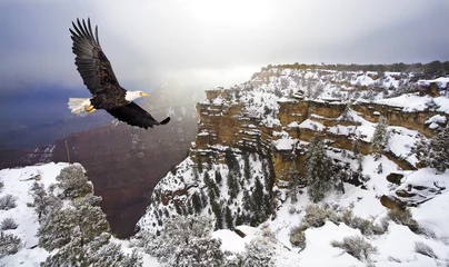 Garden poster Eagle Bald eagle flying above grand canyon