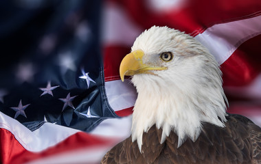 Obraz premium Bald eagle with american flag out of focus