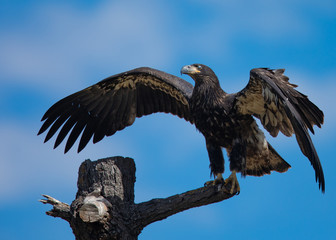 3-months old bald eagle eaglet landing, seen in the wild in  North California