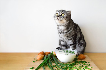 Funny purebred scottish fold cat steals human food. Pieces of green young onion with kefir and buns...