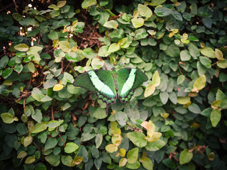 Green and white butterfly resting on a bush of green leaves.