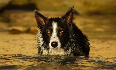 Border Collie dog outdoor portrait at beach in water