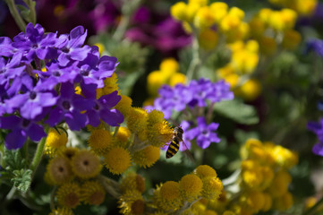 Natural Floral Arrangement with Bee
