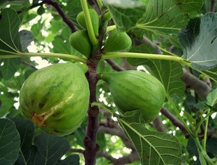 Ricos higos en el árbol.