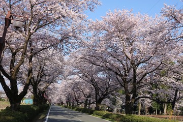 満開の桜が咲く風景