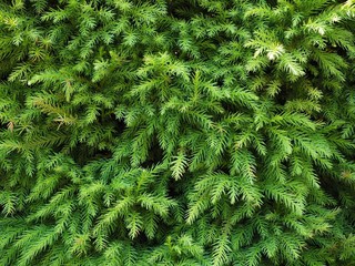 green leaves background