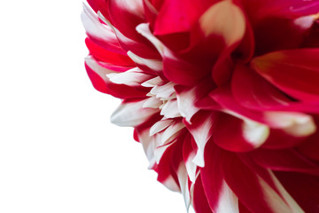pink flower on a white background isolated with clipping path. Closeup big shaggy flower.