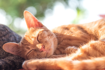 Ginger cat sleeping on the mat, cute pet at home