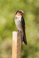 Welcome swallow perched on top of a post in Victoria, Australia.