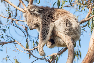 Koala hanging fast asleep in a gum tree in Victoria, Australia.