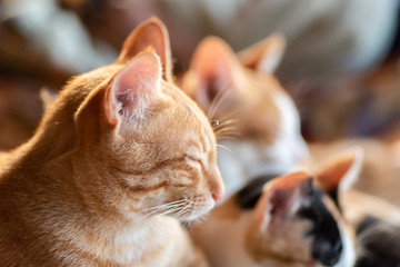 Cats are sleeping together, pet at home